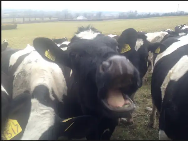 LOL ?? Woman Sues Her Husband For Calling Her A ‘Cow’ (Read Full)